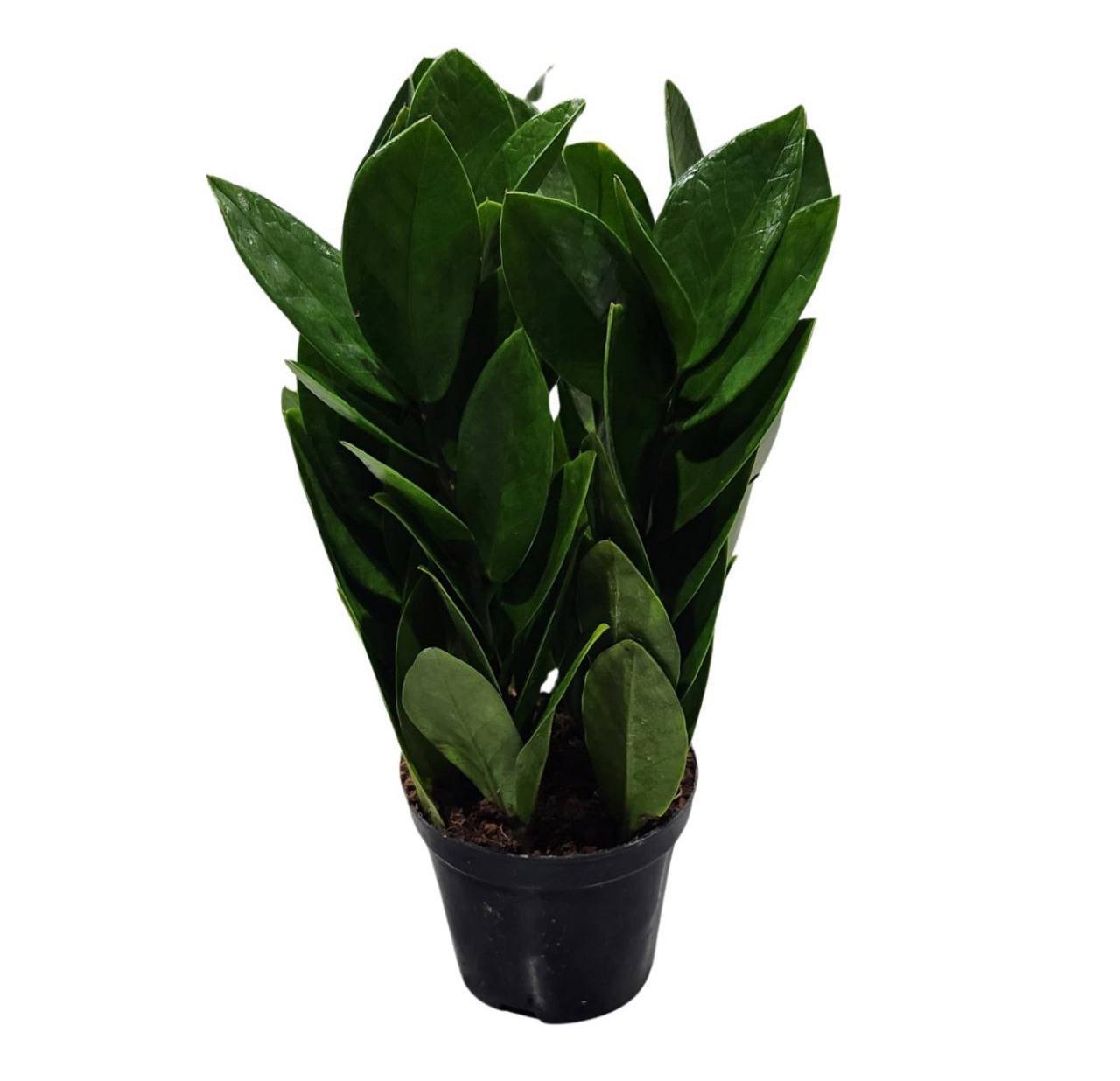 Замиокулькас пирамида d-9