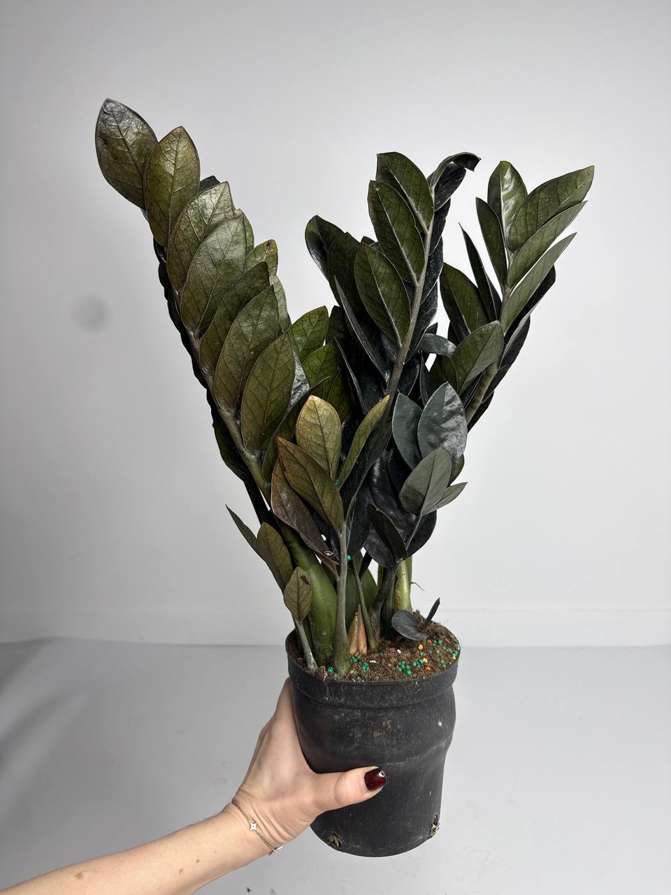 Замиокулькас равен d-14