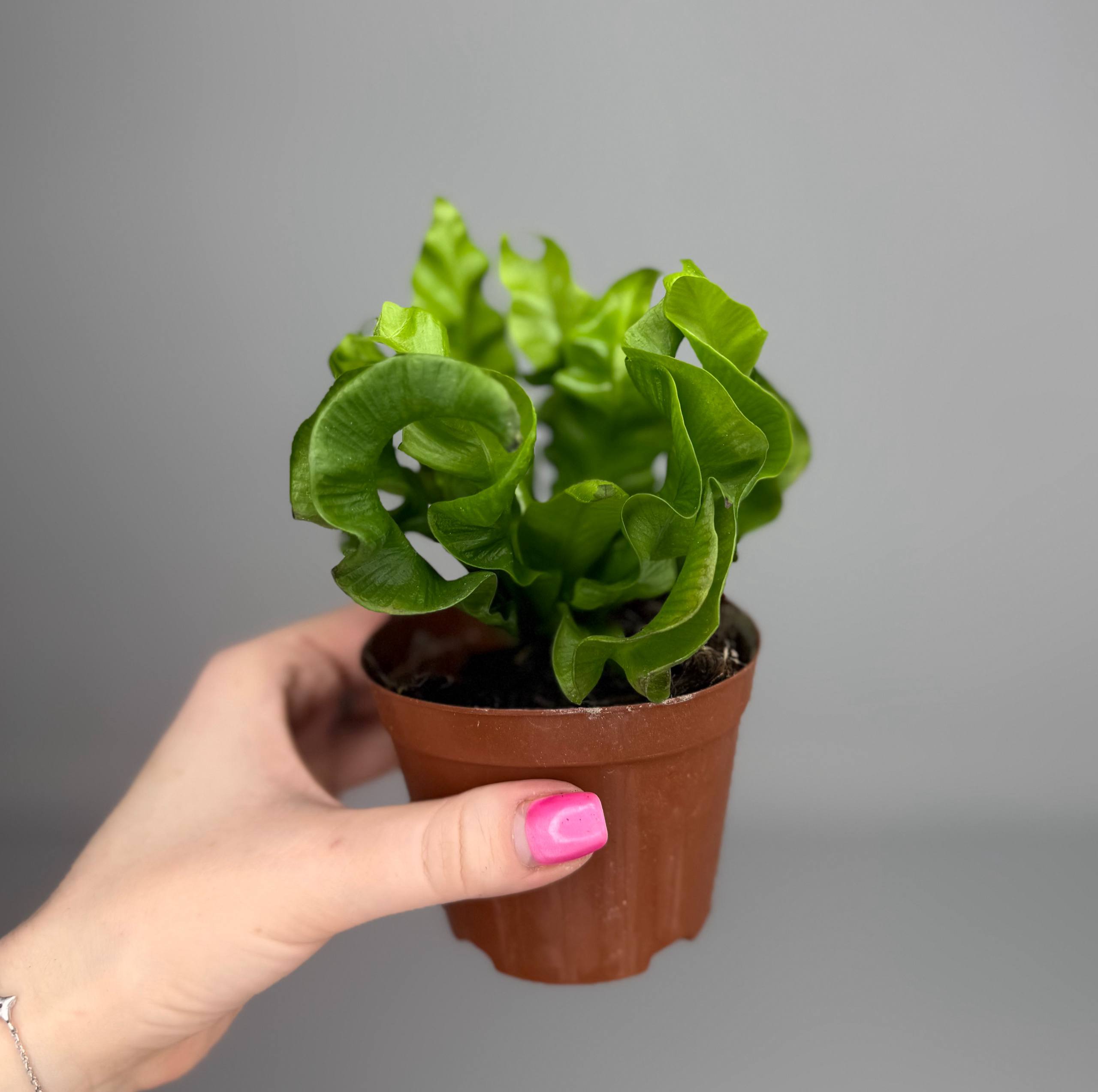 Асплениум криспи вейв d-8