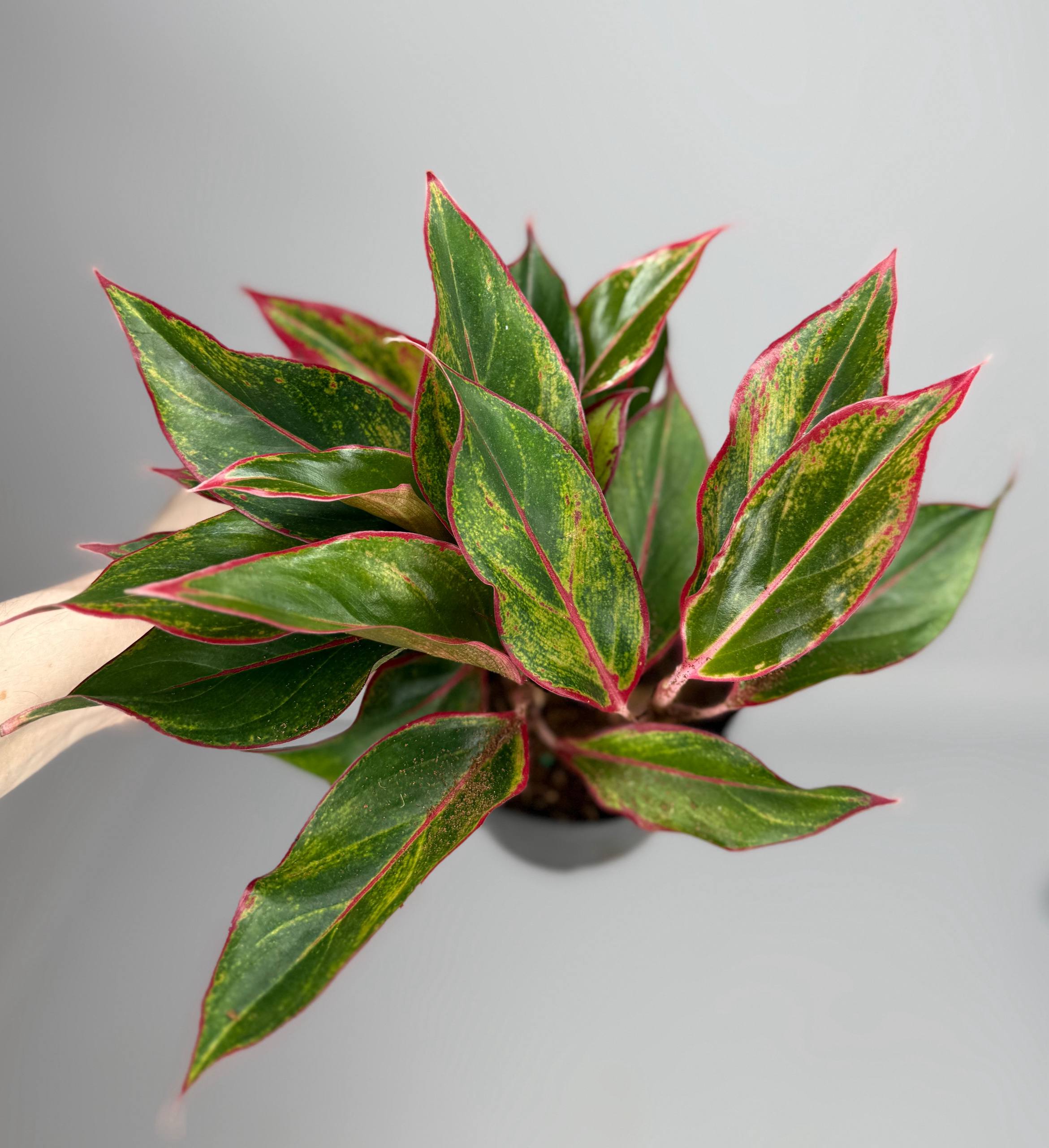 Аглаонема Сиам Аврора d-11