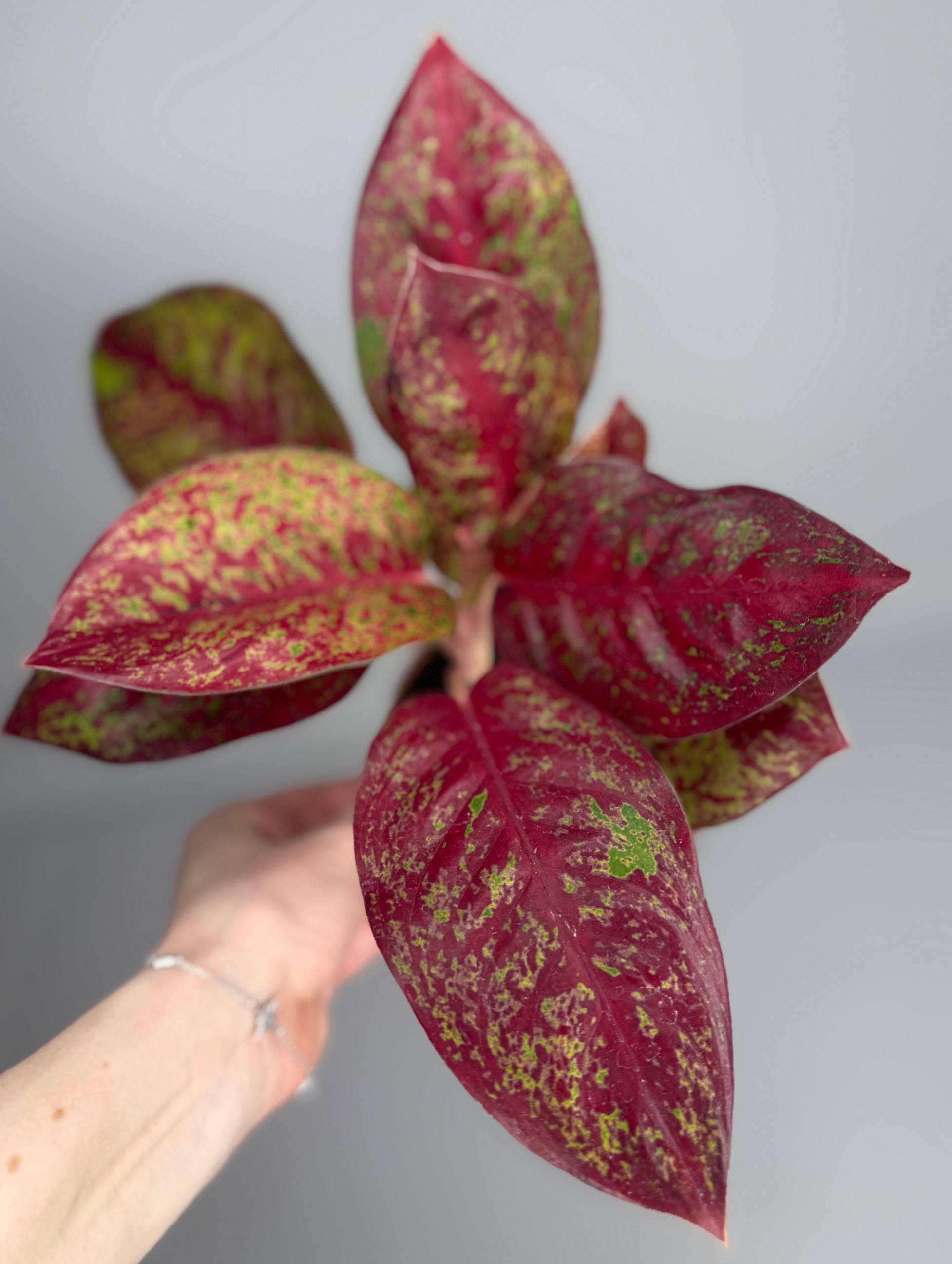 Аглаонема фаер d-11