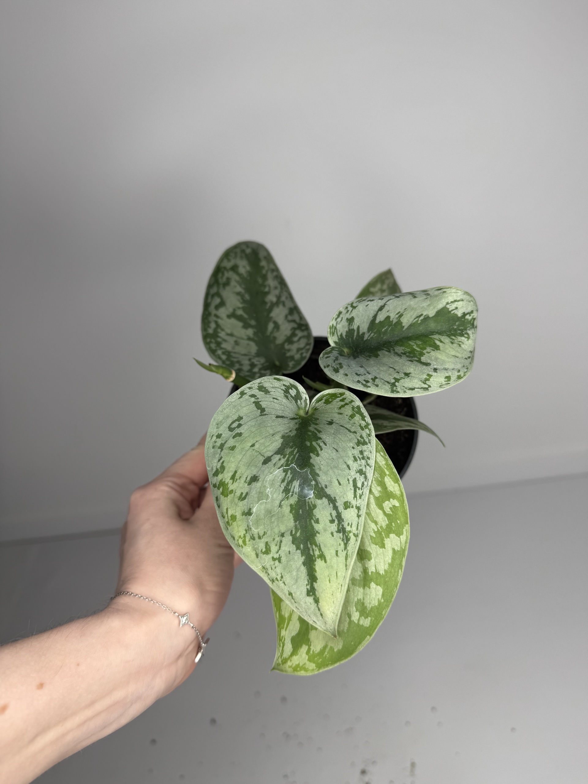 Scindapsus trebiec 12/20