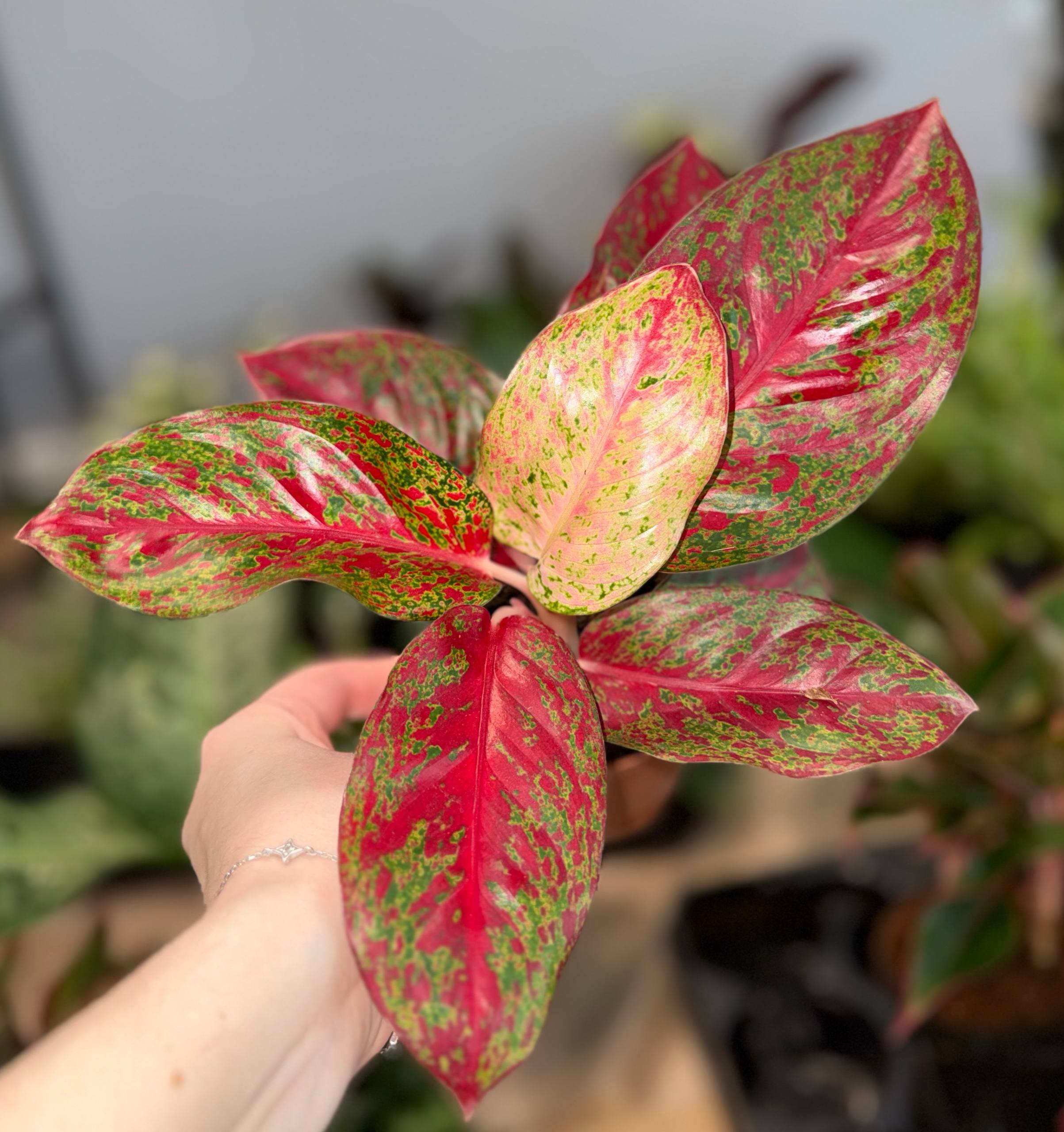 Аглаонема фаерворк d-8