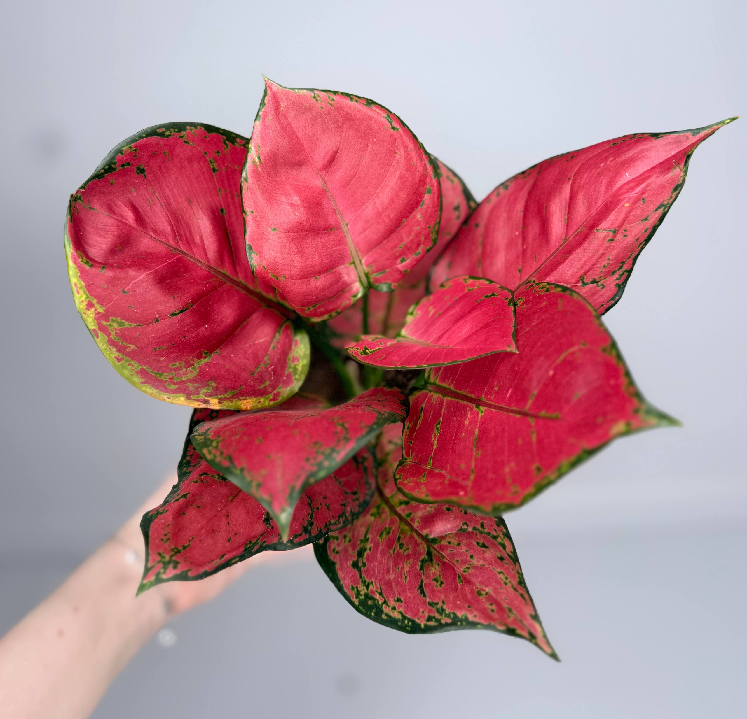 Аглаонема Джили ред d-11