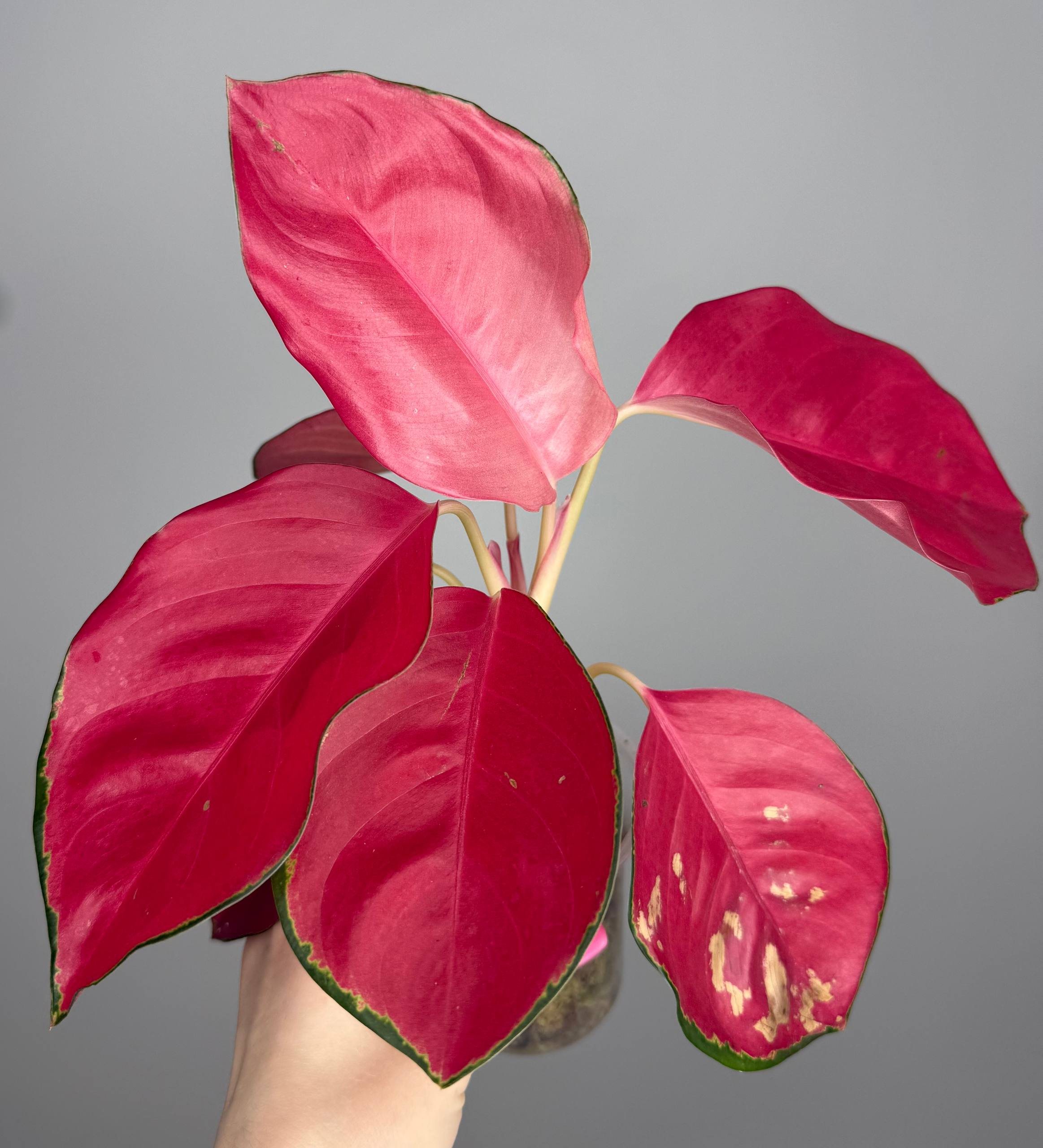 Аглаонема чина ред 9/35